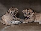 V ervenci narozen mlata lv berberskch la ve tvrtek v Safari Parku ve...