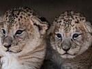 V ervenci narozená mláata lv berberských la ve tvrtek v Safari Parku ve...