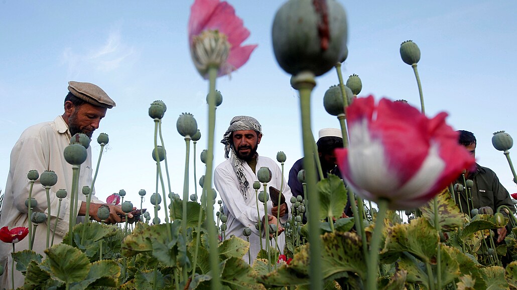 Afghánci naezávají makovice na makovém poli nedaleko Delálábádu (5. kvtna...
