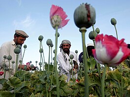 Afghánci nařezávají makovice na makovém poli nedaleko Dželálábádu (5. května...
