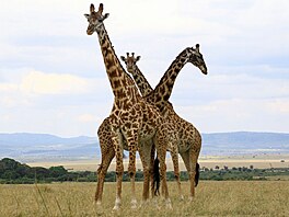 V keňské národní přírodní rezervaci Masaj Mara mohou návštěvníci z bezpečí...