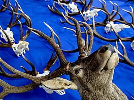 Výstava Natura Viva 2021, trofej, lov, zvěř, jelen, daněk, muflon, myslivec,...
