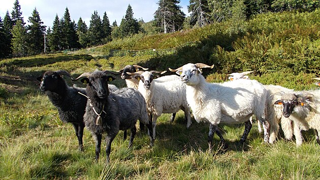 Pastva ovc nad Ovrnou v Jesenkch