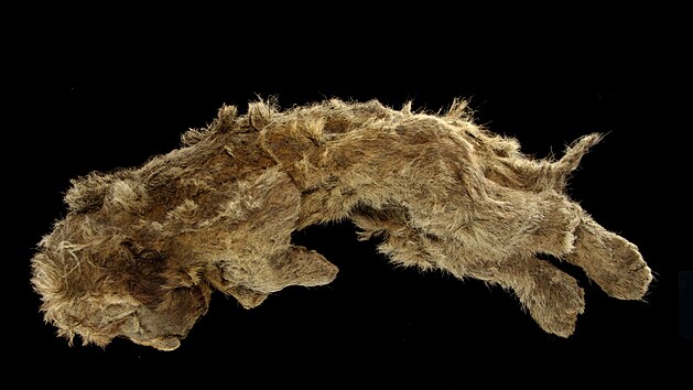 Odborníci v ruské Arktidě objevili zachovalé mládě lva skalního. Dostalo jméno Sparta.