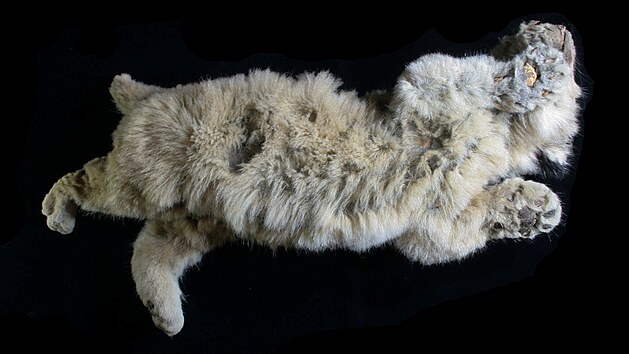 Odborníci v ruské Arktidě objevili zachovalé mládě lva skalního.