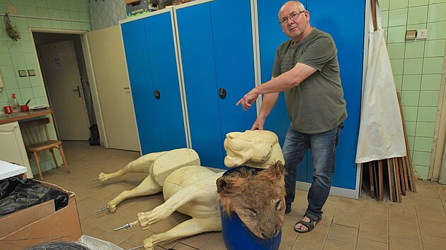 Prepartor Slezskho zemskho muzea v Opav preparuje lva Sohana z ostravsk zoologick zahrady.