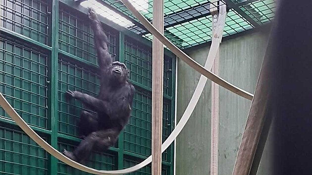 Zoo v Plzni zskala z Polska novho impanze jmnem Siri.