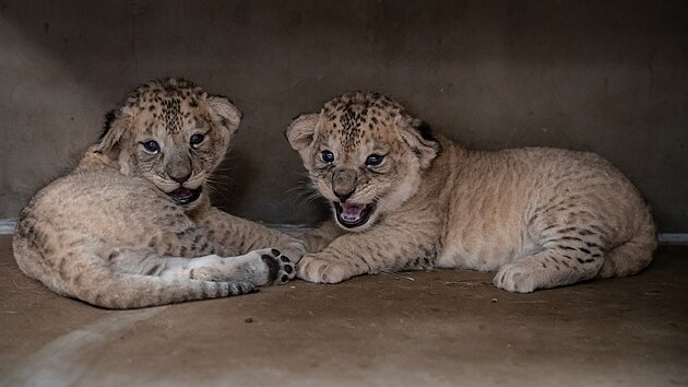 V červenci narozená mláďata lvů berberských šla ve čtvrtek v Safari Parku ve Dvoře Králové na váhu. Mají každé okolo tří a půl kilogramu (12.8.2021).