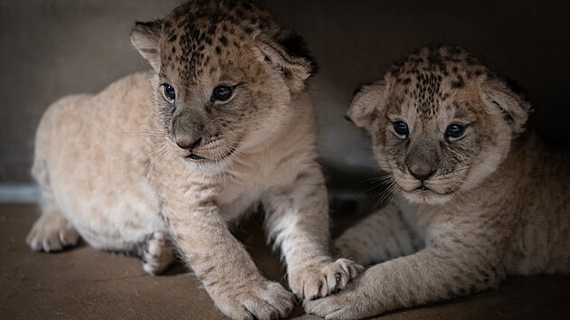 V červenci narozená mláďata lvů berberských šla ve čtvrtek v Safari Parku ve Dvoře Králové na váhu. Mají každé okolo tří a půl kilogramu (12.8.2021).
