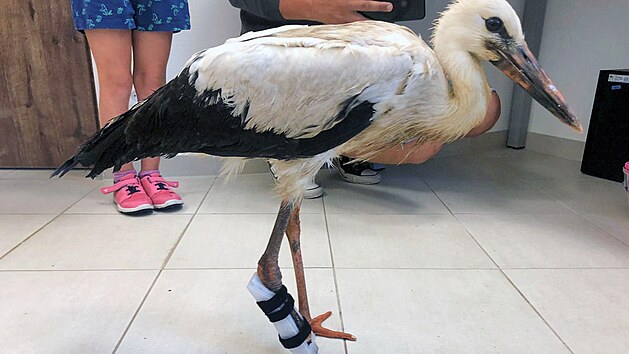 Hendikepovaný čáp bez části nohy se v záchranné stanici při rezervaci Soos učí chodit s protézou. (9. 8. 2021)