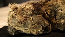 Odborníci v ruské Arktid objevili zachovalé mlád lva skalního. Dostalo jméno...