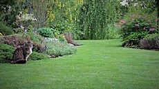 Zele majitelka nijak netvaruje, nicmén okraje záhon si kvli sekání trávníku...