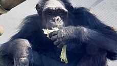 Zoo v Plzni získala z Polska nového �impanze jménem Siri.