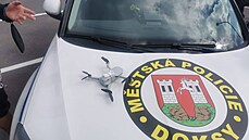 Bizarní případ z Doks řeší policie. Dealer transportoval drogy pomocí dronu.