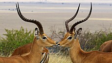 V keňské národní přírodní rezervaci Masaj Mara mohou návštěvníci z bezpečí... | na serveru Lidovky.cz | aktuální zprávy