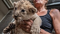 V ervenci narozená mláata lv berberských la ve tvrtek v Safari Parku ve...