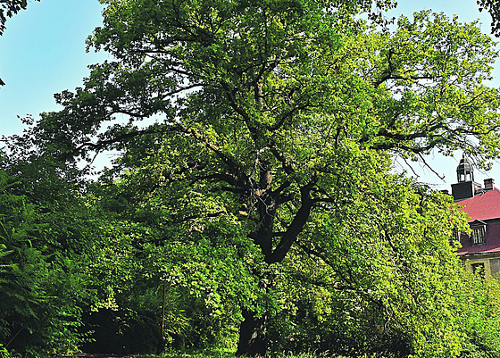 Nejhezí strom v esté mstské ásti je na Veleslavín.