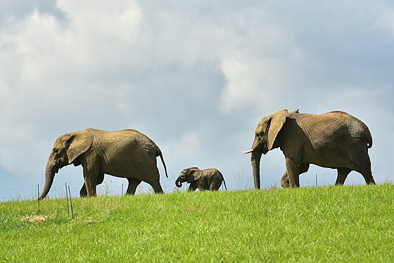 Mlád slona afrického u mohli návtvníci zlínské zoo vidt ve výbhu nov...