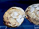 Schr�nky amonita nalezen� v Rudici