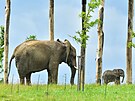 Dvoumsn mld slona africkho u mohou nvtvnci zlnsk zoo vidt ve...