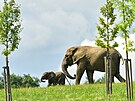 Dvoumsn mld slona africkho u mohou nvtvnci zlnsk zoo vidt ve...