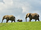Mld slona africkho u mohli nvtvnci zlnsk zoo vidt ve vbhu nov...