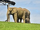 Dvoum�s��n� ml�d� slona africk�ho u� mohou n�v�t�vn�ci zl�nsk� zoo vid�t ve...