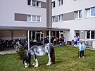 Ml�kovice, hipoterapie, k��, Centrum Clementas, domov pro seniory, 23. srpna...