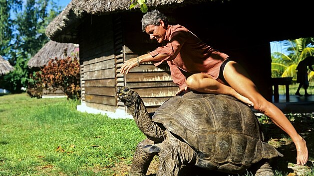 Vzácná želva obrovská, která se dožívá až 200 let, na ostrově na Seychelách (8. prosince 2012)