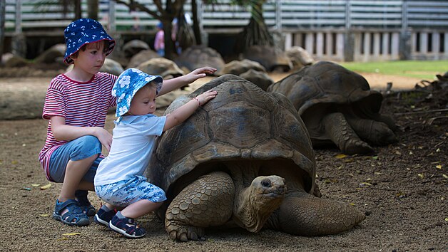 Děti si při návštěvě exotického parku na Mauriciu hrají s vzácnou želvou obrovskou, která se dožívá až 200 let. (2. září 2019)