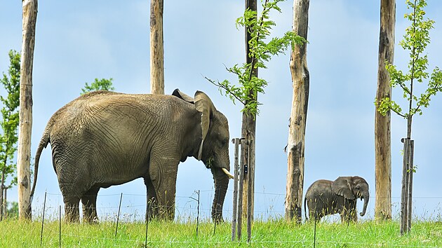 Dvoumsn mld slona africkho u mohou nvtvnci zlnsk zoo vidt ve vbhu nov budovan sti Karibuni (srpen 2021).