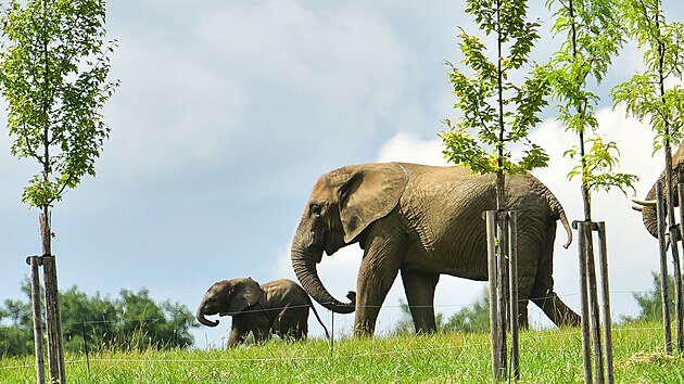 Dvoumsn mld slona africkho u mohou nvtvnci zlnsk zoo vidt ve vbhu nov budovan sti Karibuni (srpen 2021).