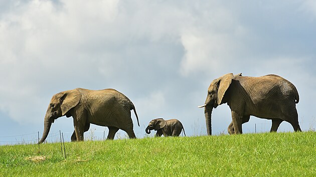 Mld slona africkho u mohli nvtvnci zlnsk zoo vidt ve vbhu nov budovan sti Karibuni. Na snmku m dva msce (srpen 2021).