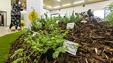 Letní etapa zahradnického veletrhu a kvtinové výstavy Flora Olomouc nabídla...