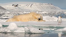 Na planet� �ije ve volné p�írod� po�ád je�t� na 26 tisíc ledních medv�d�....