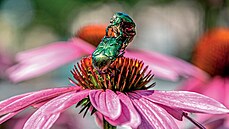 Sexuální spojení dvou zlatohlávk na kvtin vypadá jako esence romantiky nebo...