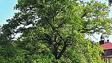 Nejhez�í strom v �esté m�stské �ásti je na Veleslavín�.