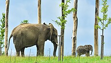 Dvoumsíní mlád slona afrického u mohou návtvníci zlínské zoo vidt ve...