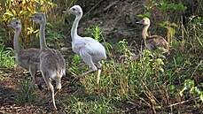 V olomoucké zoologické zahrad budou k vidní malí nandu pampoví. Ptrosovi...