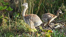 V olomoucké zoologické zahrad budou k vidní malí nandu pampoví. Ptrosovi...