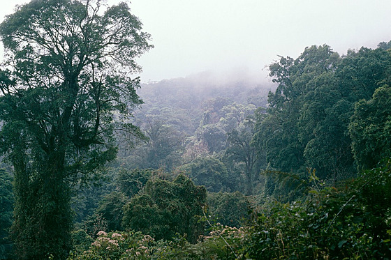 Africké horské lesy zachytí více uhlíku ne na stejné ploe v amazonském...