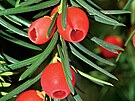 Tis �ervený (Taxus baccata)