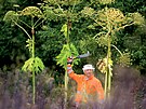 Likvidace bolevnku velkolepho (Heracleum mantegazzianum)  impozantn...