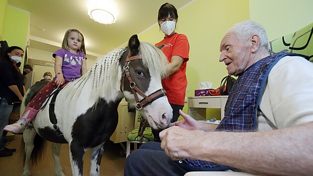 Osmiletý Casper, zástupce amerického plemene miniaturních koní, zamířil na návštěvu do Domova pro seniory Skalka v Chebu.