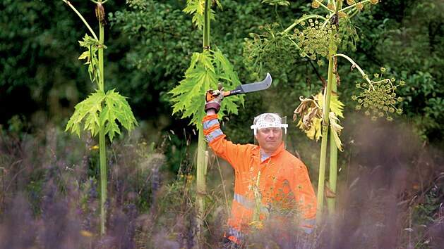 Likvidace bolevnku velkolepho (Heracleum mantegazzianum)  impozantn rostliny pochzejc ze Stedn Asie. Jde o nebezpen invazn druh, kter je schopen niit pvodn ekosystmy a lovku psobit tk poleptn ke spojen s puchi a bolky.