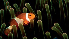 Filipíny: klaun okatý ije v symbióze se sasankou. Je to oblíbený model...