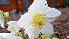 �eme�ice �erná (Helleborus niger) 