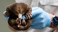 Stý den mláděte ježury narozené na počátku dubna: váží 405 gramů a začíná...