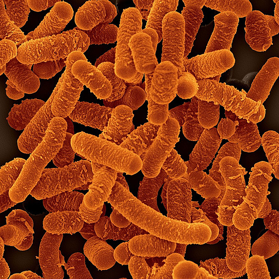 ilustra�ní snímek