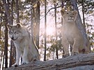 Vlk a lev: Neekané pátelství